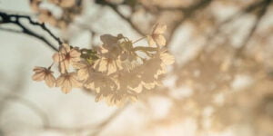 fleurs-cerisier-gestalt